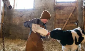 Chłopiec w brązowym kubraku karmi butelką cielątko. To jego pierwsze mleko, jakby colostrum pan tabletka.