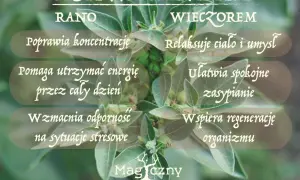 Ashwagandha: rano dla koncentracji i energii, wieczorem dla relaksu i snu. Kiedy brać ashwagandhę? Zależy od Twoich potrzeb!