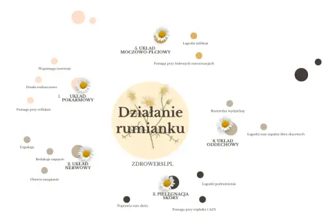 Ilustracja pokazuje, jak działa rumianek: wspiera układ pokarmowy, nerwowy, pielęgnację skóry, oddechowy i moczowo-płciowy.