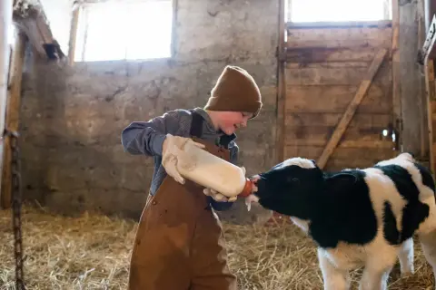Chłopiec w brązowym kubraku karmi butelką cielątko. To jego pierwsze mleko, jakby colostrum pan tabletka.