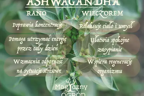 Ashwagandha: rano dla koncentracji i energii, wieczorem dla relaksu i snu. Kiedy brać ashwagandhę? Zależy od Twoich potrzeb!