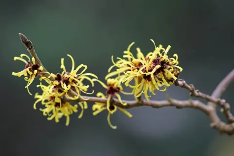 Kwiaty oczaru wirginijskiego (witch hazel po polsku) na gałęzi, z żółtymi, postrzępionymi płatkami i ciemnymi środkami.