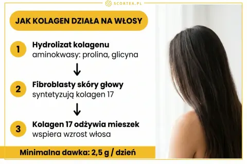 Schemat działania kolagenu do włosów: hydrolizat, synteza kolagenu 17 przez fibroblasty, odżywienie mieszka i wsparcie wzrostu włosa. Minimalna dawka 2,5 g/dzień.