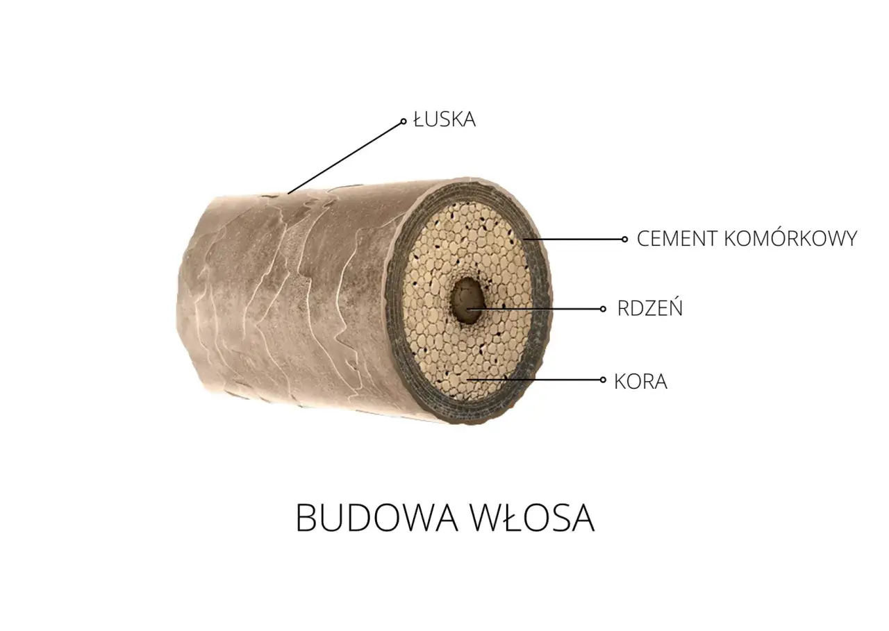 Przekrój włosa: łuska, cement komórkowy, rdzeń i kora. Zrozumienie budowy włosa pomoże Ci określić, co to znaczy włosy wysokoporowate.
