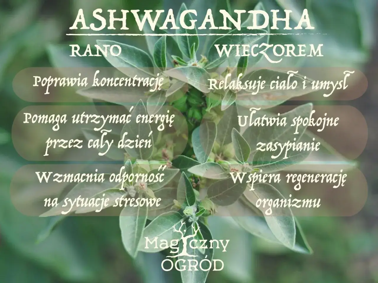 Ashwagandha rano czy wieczorem? Rano dla koncentracji i energii, wieczorem dla relaksu i regeneracji.